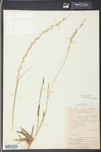 Lolium perenne subsp. multiflorum image