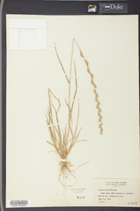 Lolium perenne subsp. multiflorum image