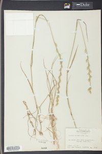 Lolium perenne subsp. multiflorum image