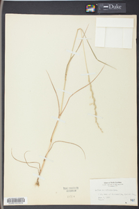 Lolium perenne subsp. multiflorum image