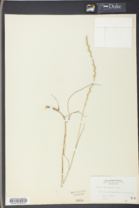 Lolium perenne subsp. multiflorum image