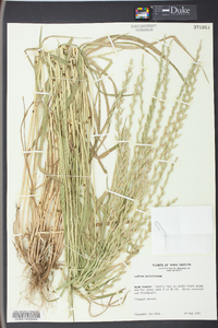 Lolium perenne subsp. multiflorum image