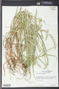 Lolium perenne subsp. multiflorum image