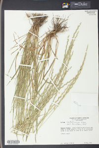 Lolium perenne subsp. multiflorum image