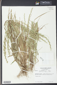 Lolium perenne subsp. multiflorum image