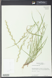 Lolium perenne subsp. multiflorum image