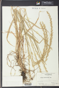 Lolium perenne subsp. multiflorum image