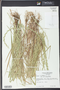 Lolium perenne subsp. multiflorum image