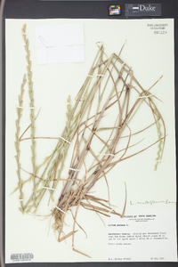 Lolium perenne subsp. multiflorum image