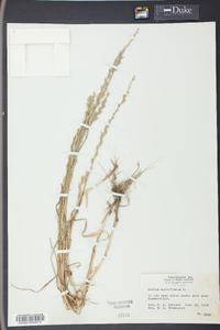 Lolium perenne subsp. multiflorum image