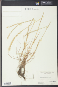 Lolium perenne subsp. multiflorum image