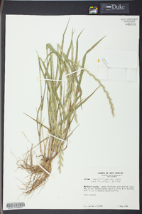 Lolium perenne subsp. multiflorum image