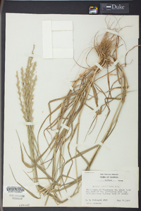 Lolium perenne subsp. multiflorum image