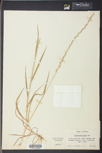 Lolium perenne subsp. multiflorum image