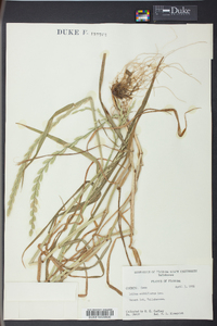 Lolium perenne subsp. multiflorum image