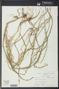 Lolium perenne subsp. multiflorum image