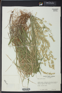 Melica mutica image