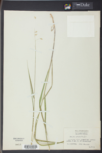 Melica mutica image