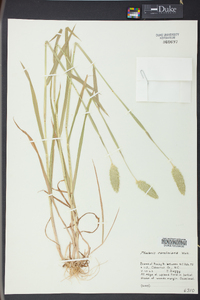 Phalaris caroliniana image