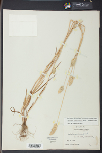 Phalaris caroliniana image