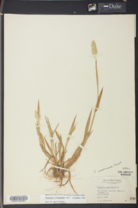 Phalaris caroliniana image