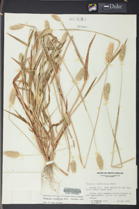 Phalaris caroliniana image