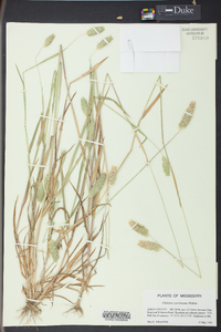 Phalaris caroliniana image