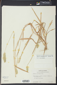 Phalaris caroliniana image