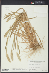 Phalaris caroliniana image