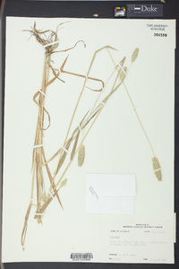 Phalaris caroliniana image