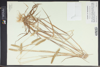 Phalaris angusta image