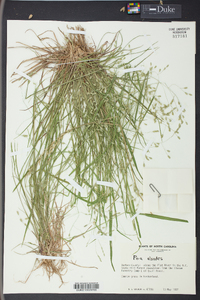 Poa alsodes image