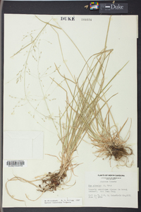 Poa alsodes image