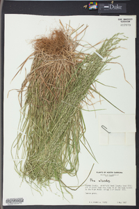 Poa alsodes image