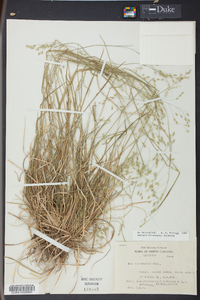 Poa autumnalis image