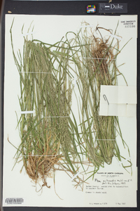 Poa autumnalis image