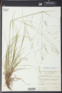 Poa autumnalis image