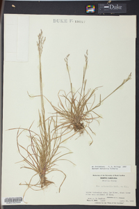 Poa autumnalis image