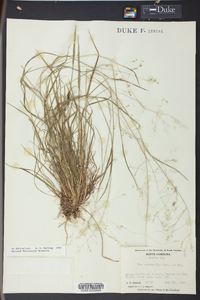 Poa autumnalis image