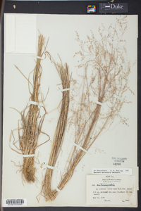 Poa autumnalis image