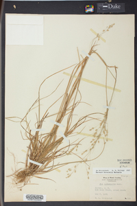 Poa autumnalis image