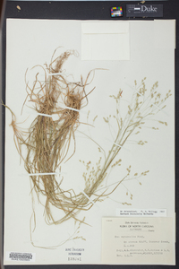 Poa autumnalis image