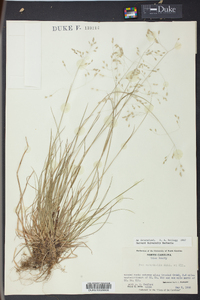 Poa autumnalis image