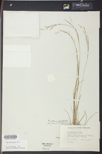 Poa autumnalis image