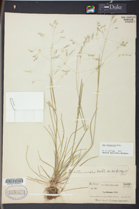 Poa autumnalis image