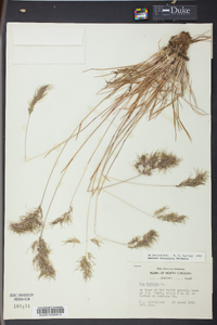 Poa bulbosa image