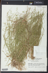 Poa cuspidata image