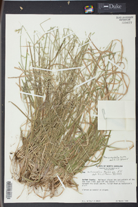 Poa cuspidata image