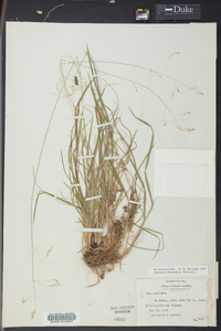 Poa cuspidata image