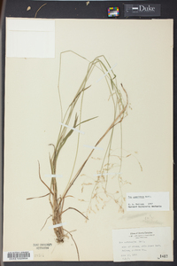 Poa cuspidata image